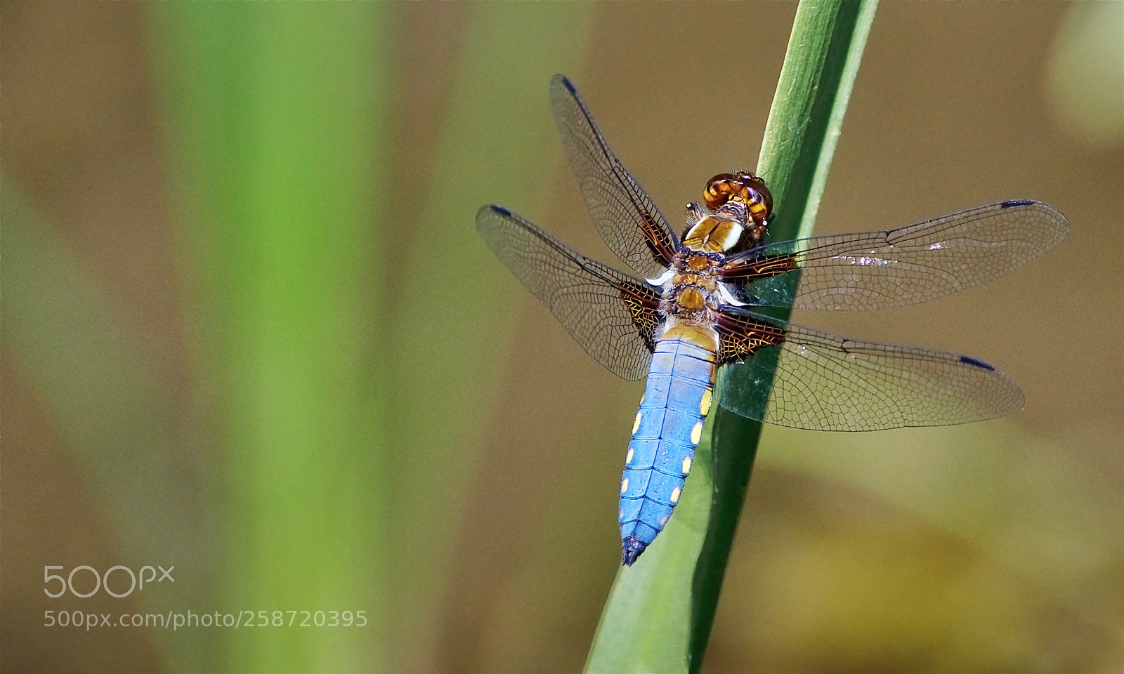 Nikon D7000 sample photo. Bio helikopter photography