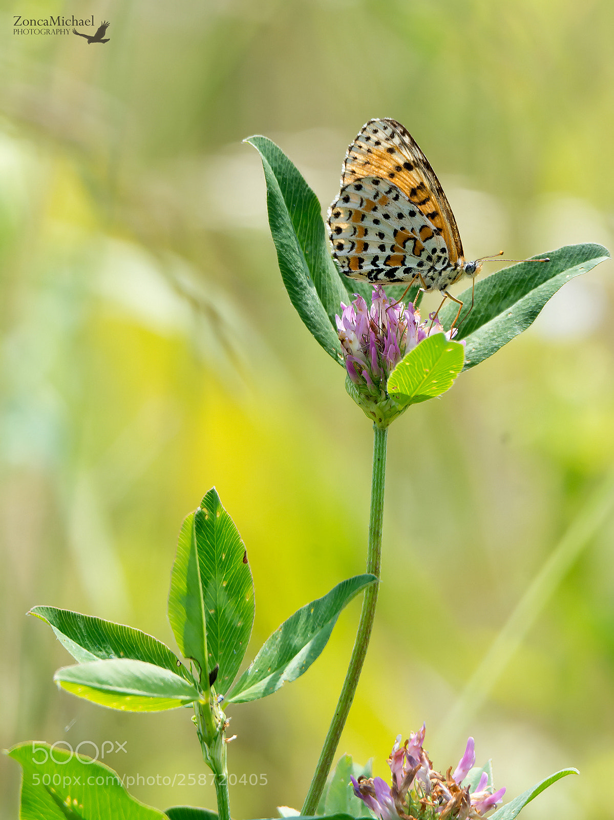 Nikon D7100 sample photo. Melitaea didyma photography