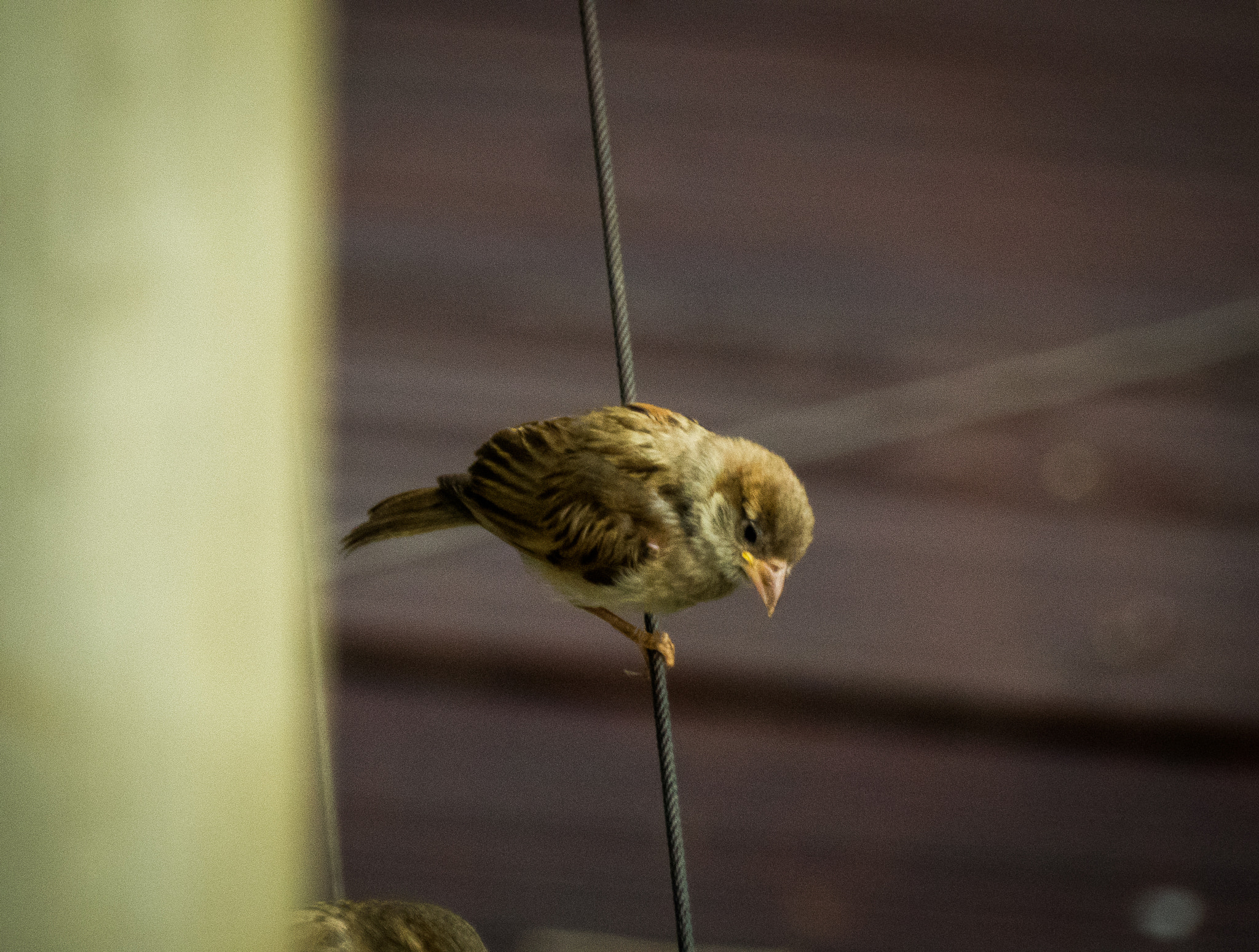 Panasonic Lumix DMC-ZS50 (Lumix DMC-TZ70) sample photo. The tiny bird photography