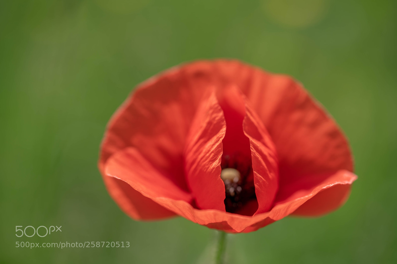 Sony a7R II sample photo. Bl te von der photography