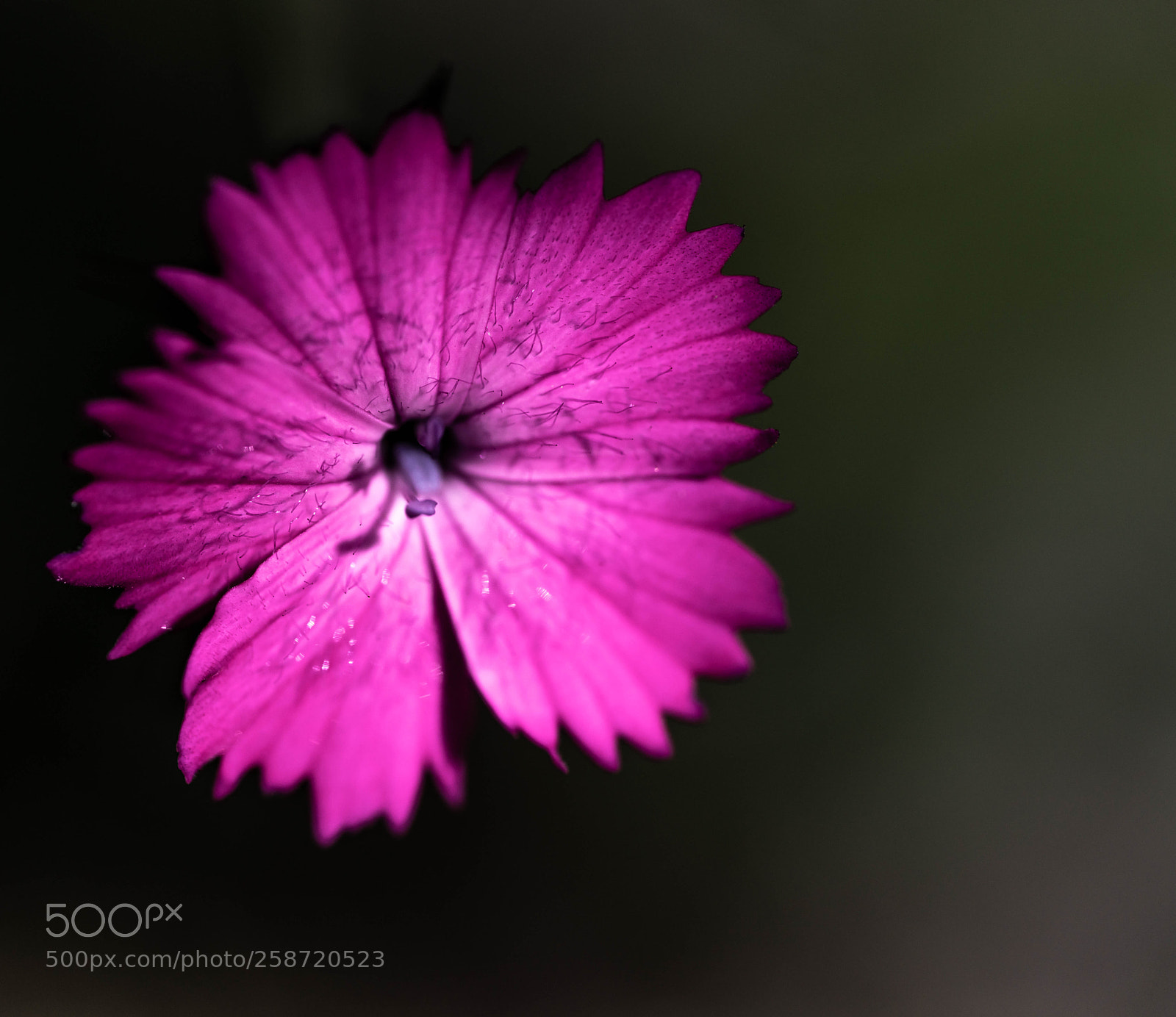 Sony a7R II sample photo. Pinkeblüte photography