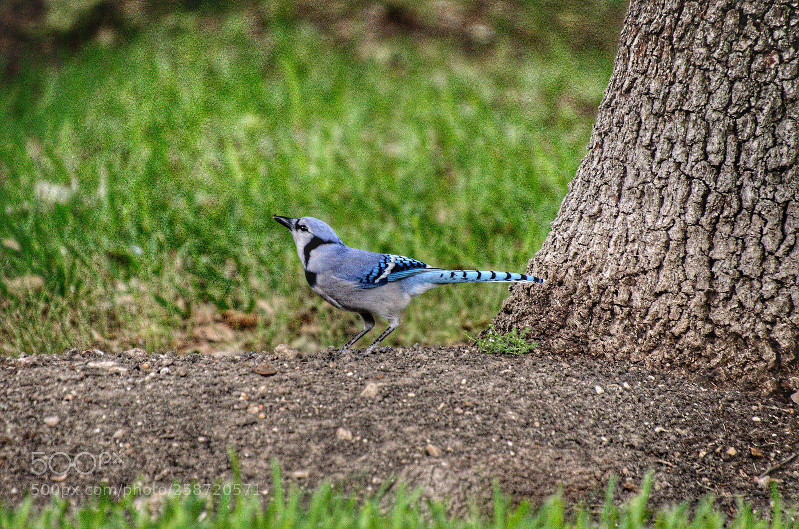 Nikon D5100 sample photo. Blue jay 2 photography