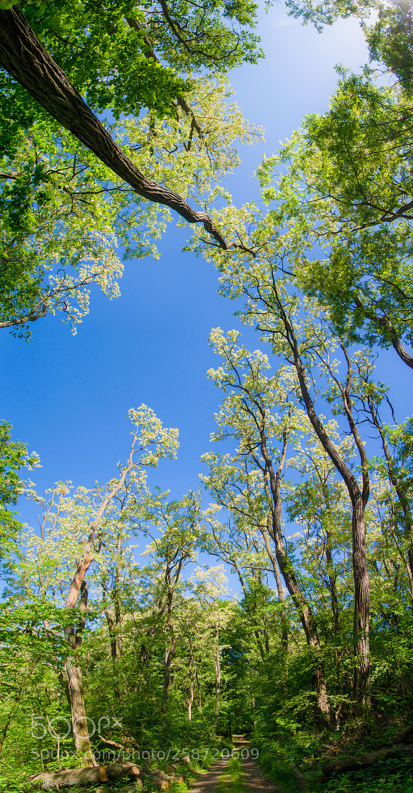 Nikon D7100 sample photo. For rest 20.5.2018 photography