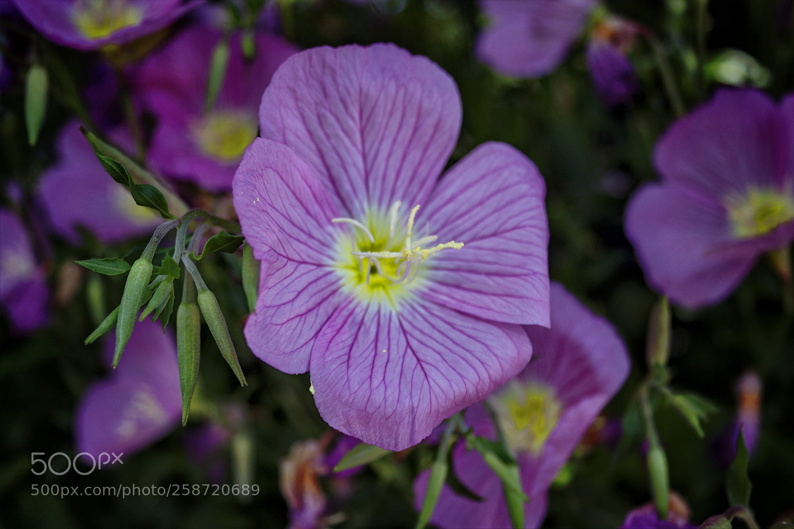 Canon EOS 50D sample photo. Purple beauty photography