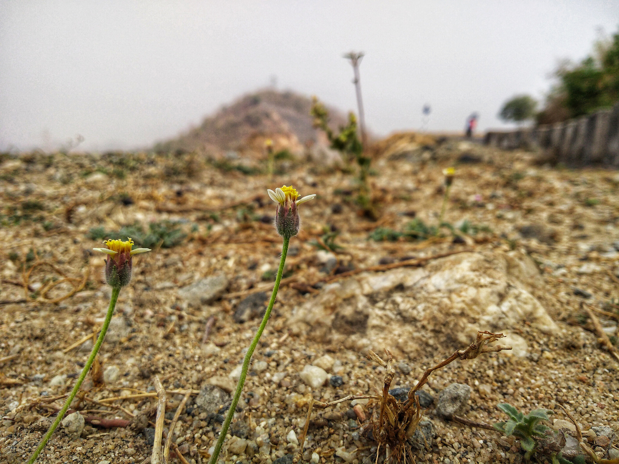 Motorola Moto G (5S) Plus sample photo. Flowers photography