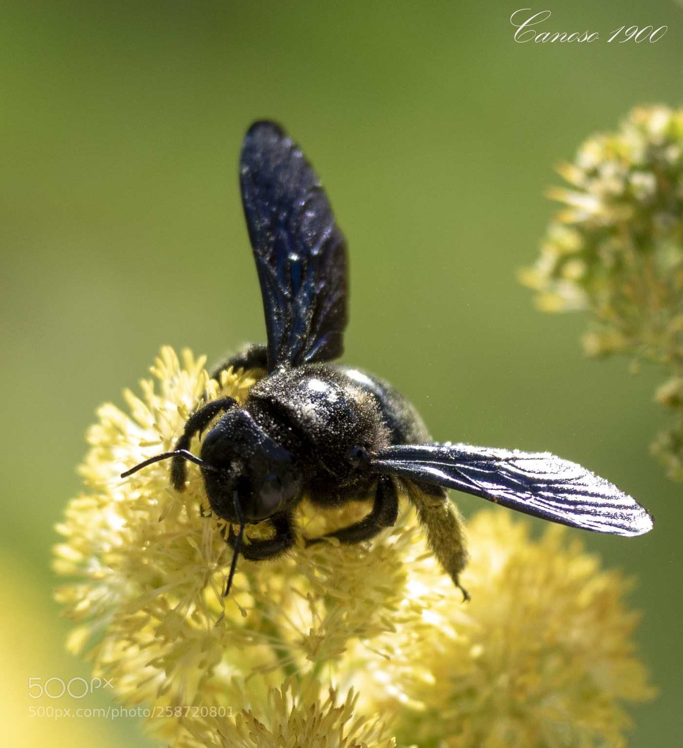 Nikon D810 sample photo. Jardin photography