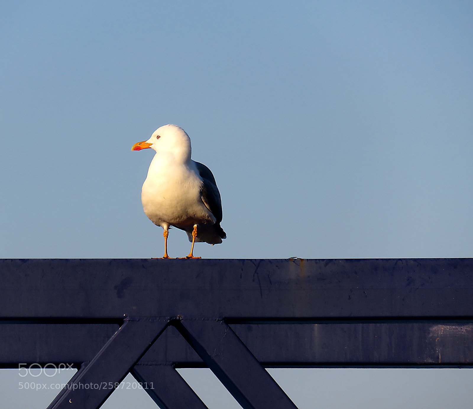 Canon PowerShot SX710 HS sample photo. Observing photography