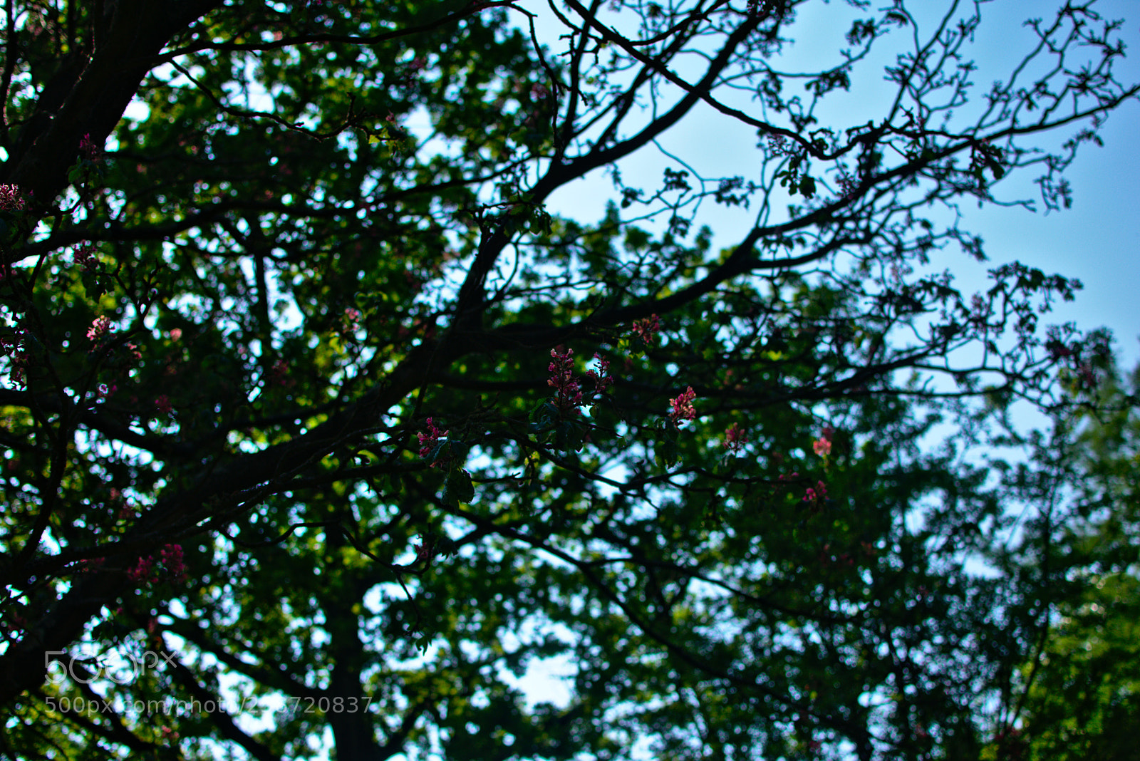 Nikon D3400 sample photo. Flower tree photography