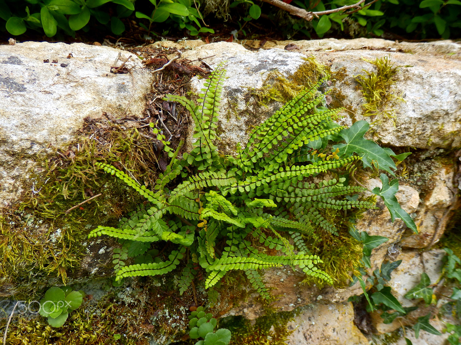 Olympus SZ-31MR sample photo. Asplenium trichomanes photography