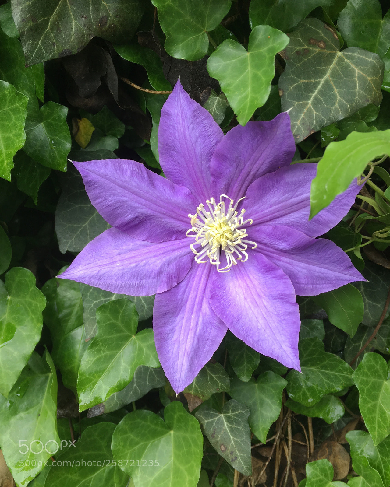 Apple iPhone 6s sample photo. Sentinel clematis photography