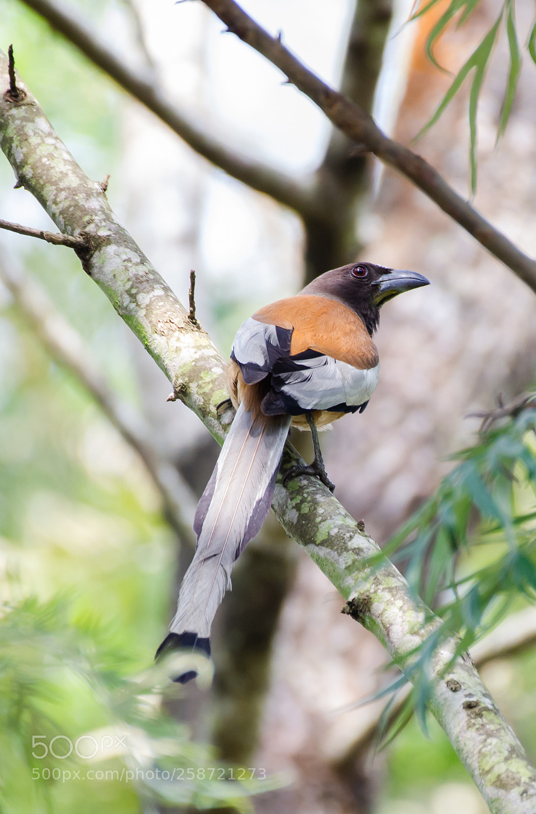 Nikon D7000 sample photo. Rufous treepie photography