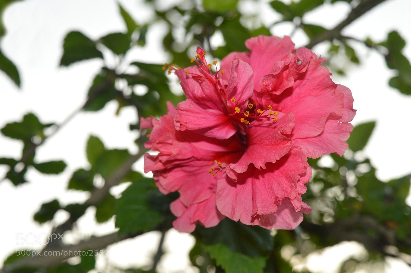 Nikon D3200 sample photo. Flower photography
