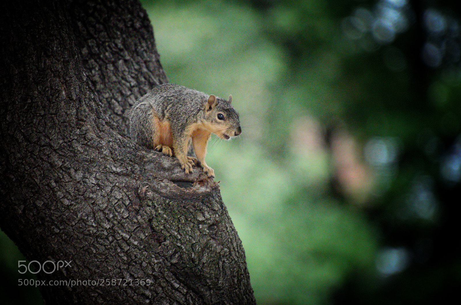 Nikon D5100 sample photo. Squirrel 2 photography