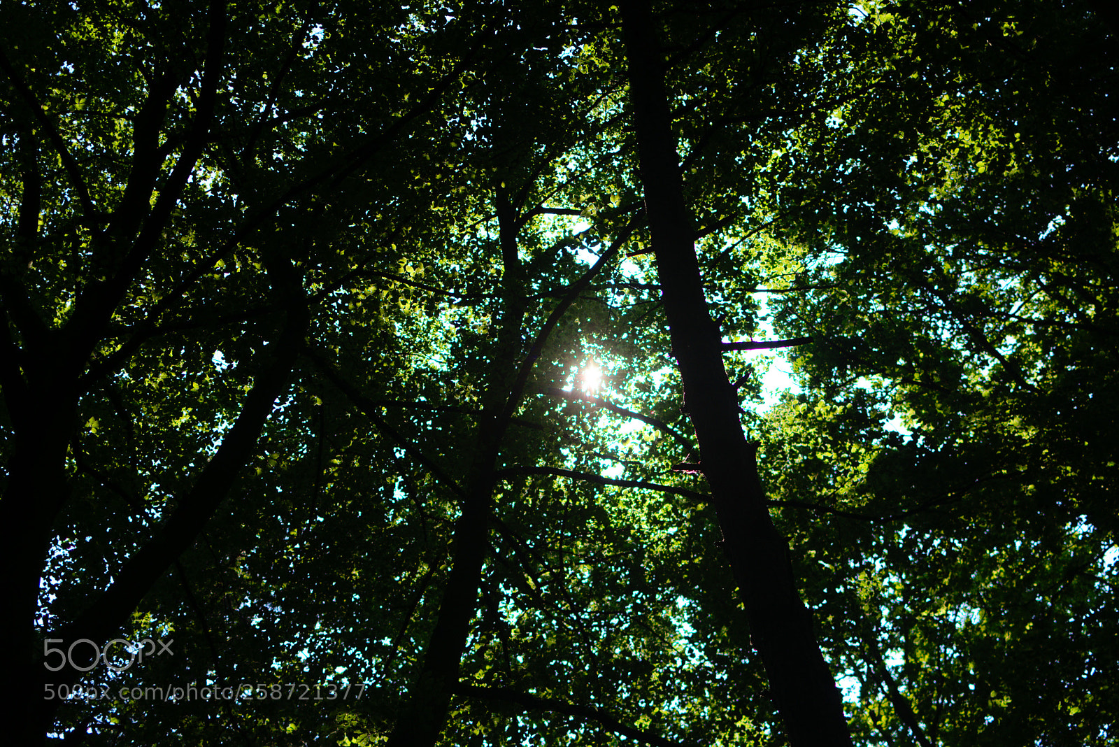 Nikon D3400 sample photo. Canopy and sunlight photography