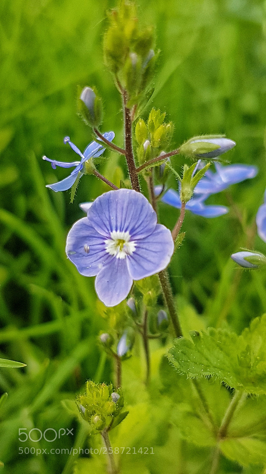 Samsung Galaxy S7 Edge sample photo. Untitled photography
