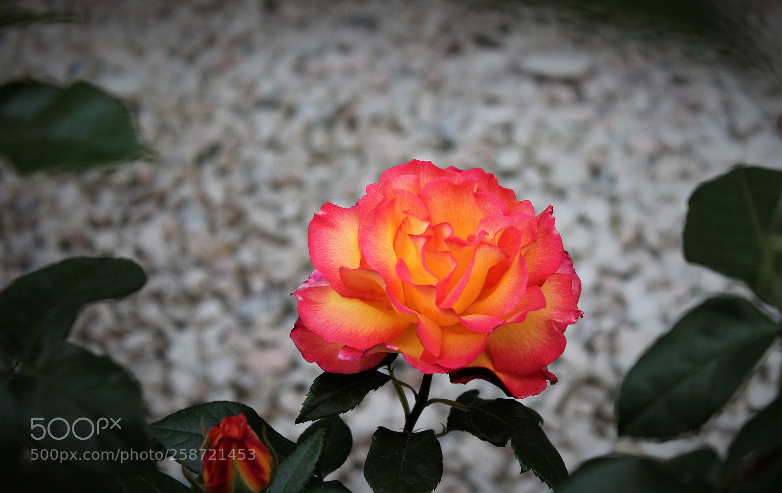Canon EOS 1200D (EOS Rebel T5 / EOS Kiss X70 / EOS Hi) sample photo. Rose photography