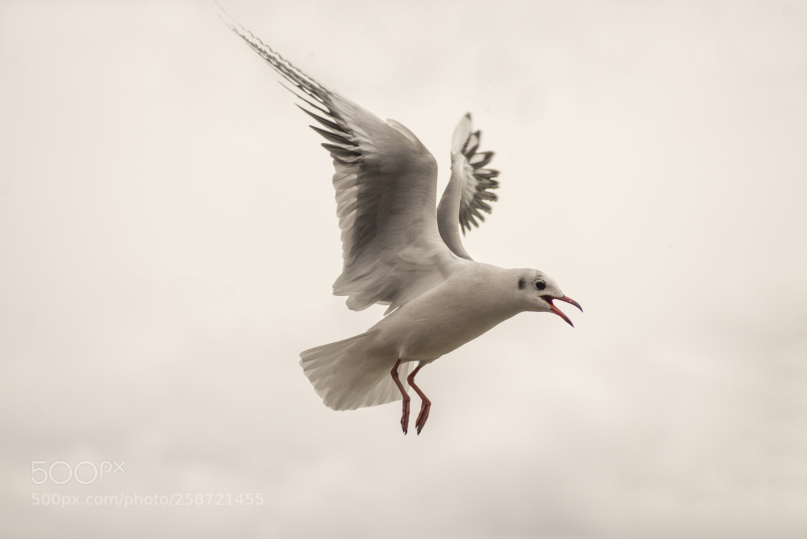 Nikon D600 sample photo. Seagull descending photography