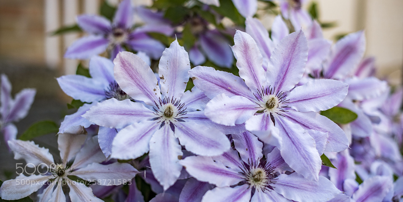 Nikon D810 sample photo. Clematide photography