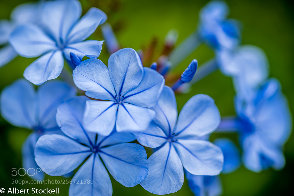 Nikon D750 sample photo. Leadwort (plumbago) photography