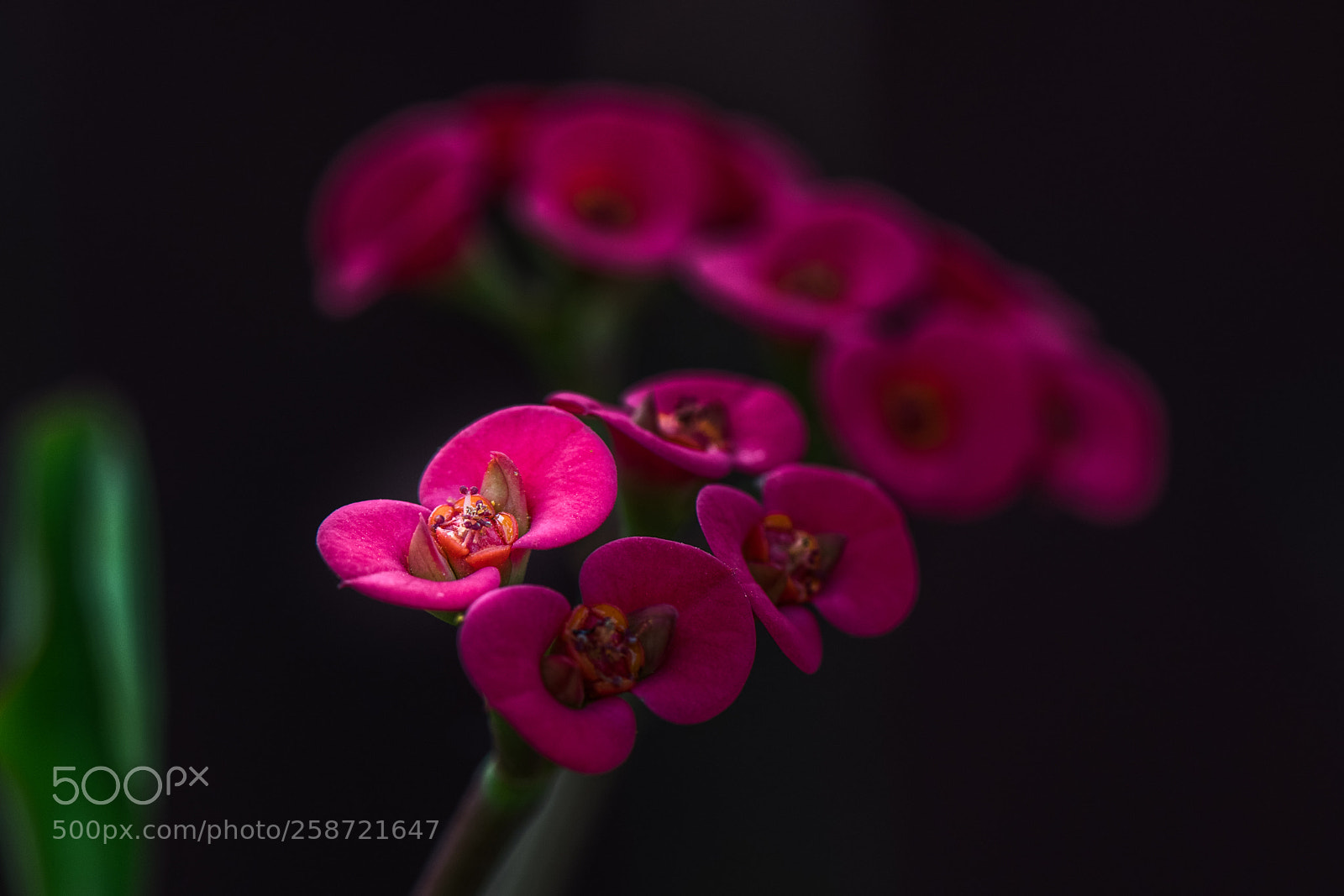 Nikon D850 sample photo. Pink symmetry photography