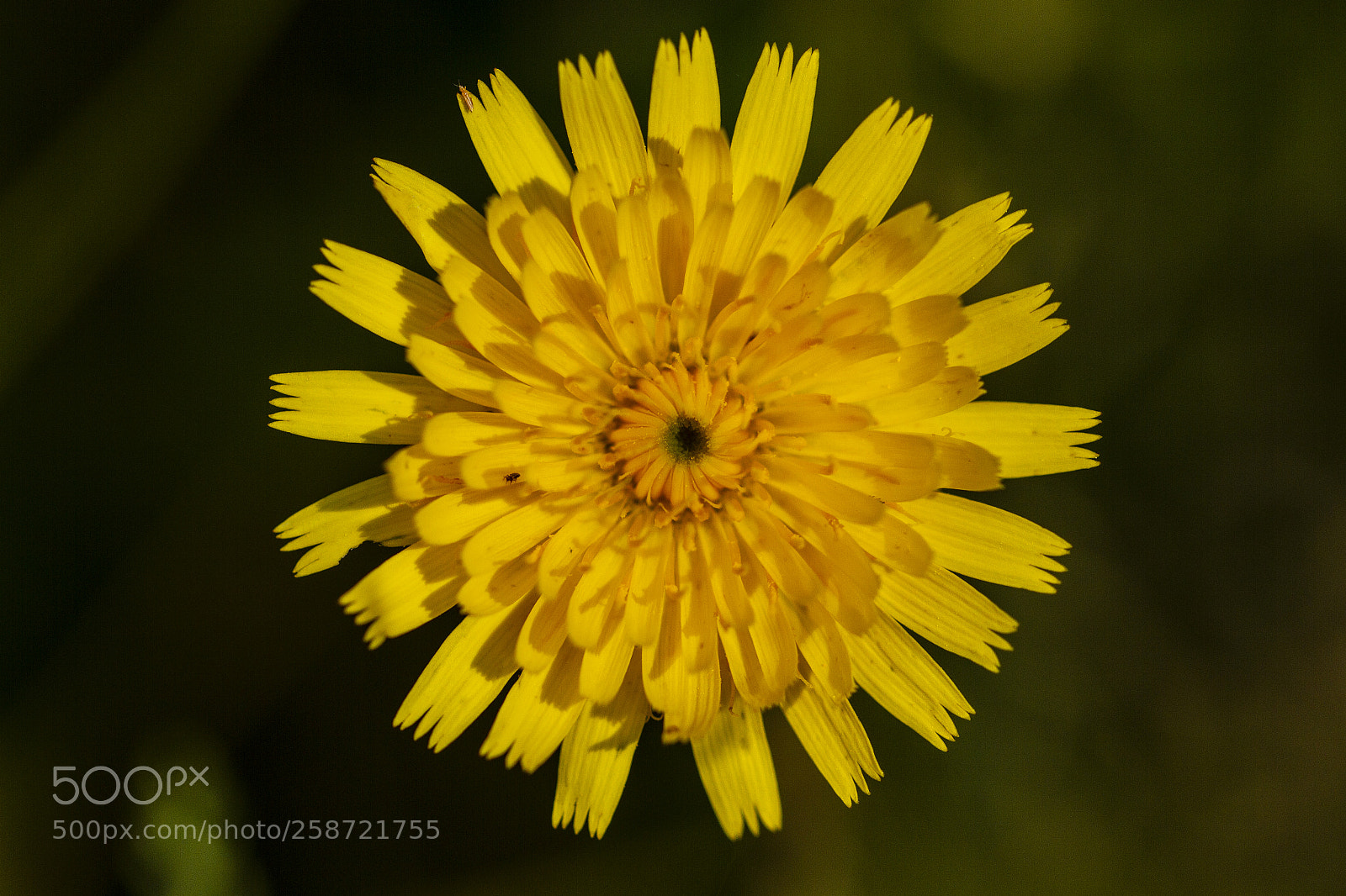 Canon EOS 7D sample photo. Yellow flower photography