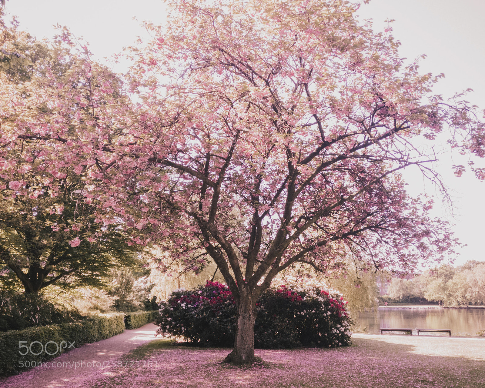 OnePlus A3003 sample photo. Explosion of pink photography