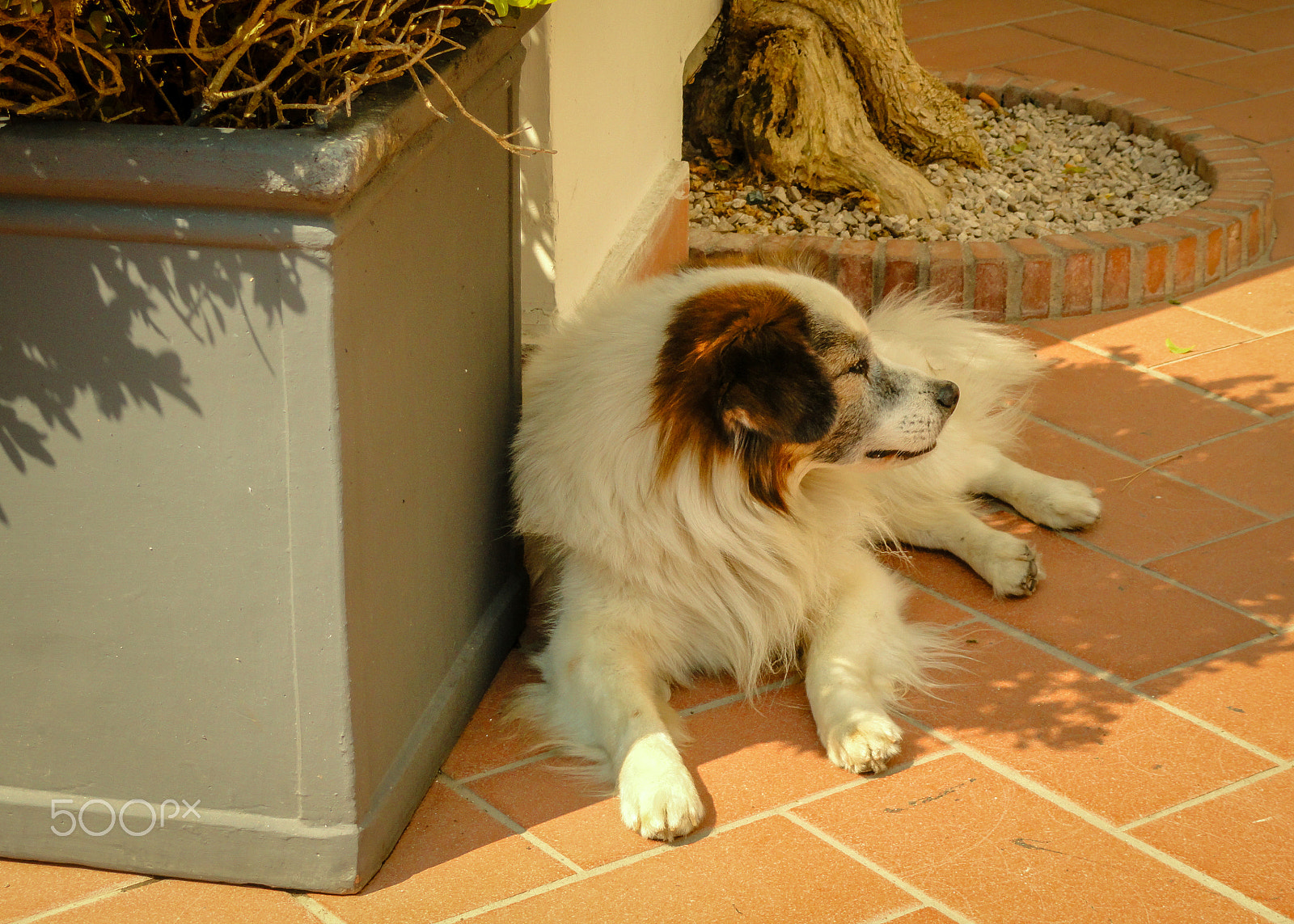 Sony Cyber-shot DSC-H55 sample photo. Stray dog in fancy street photography