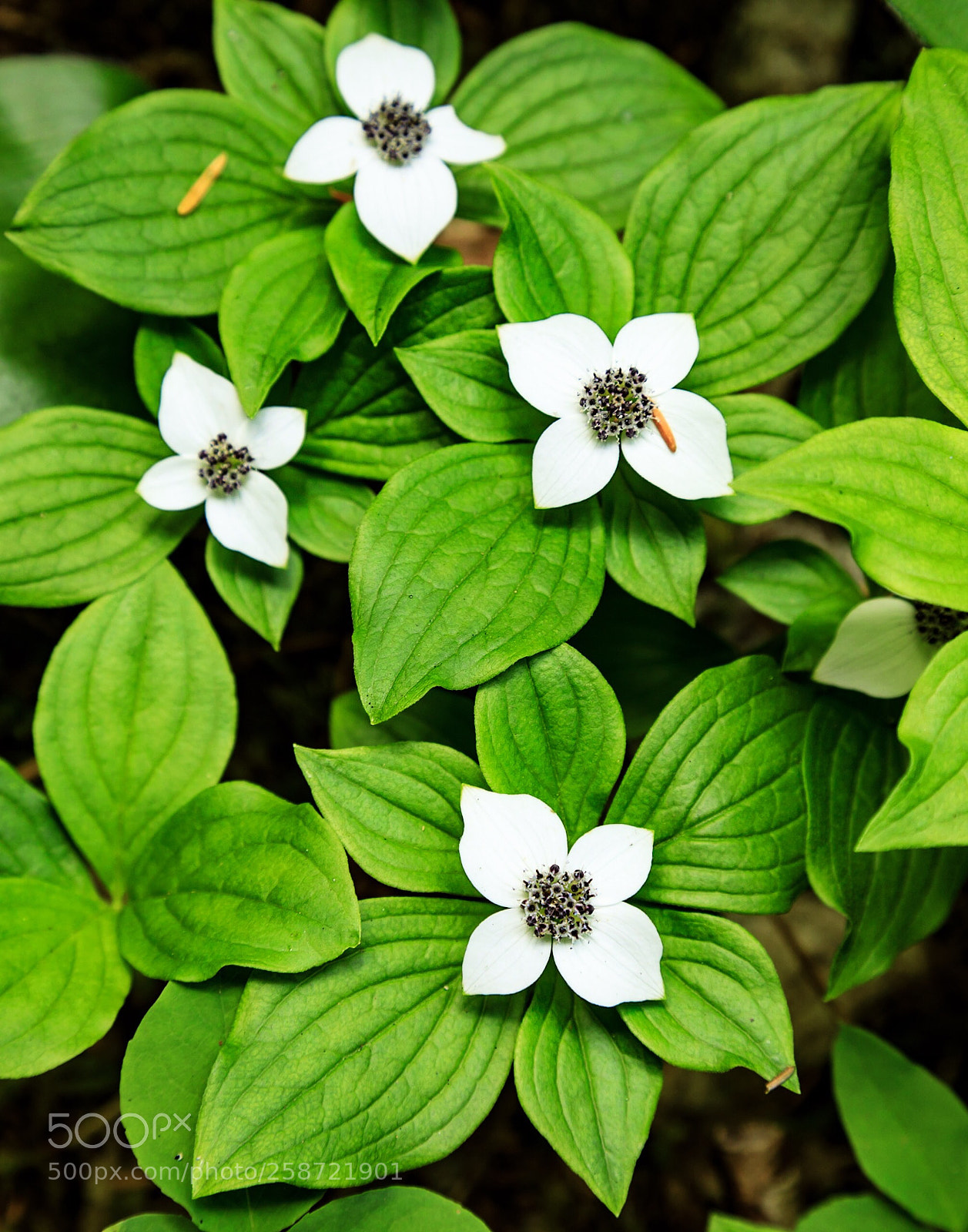 Canon EOS 5D Mark IV sample photo. Dogwood family  photography