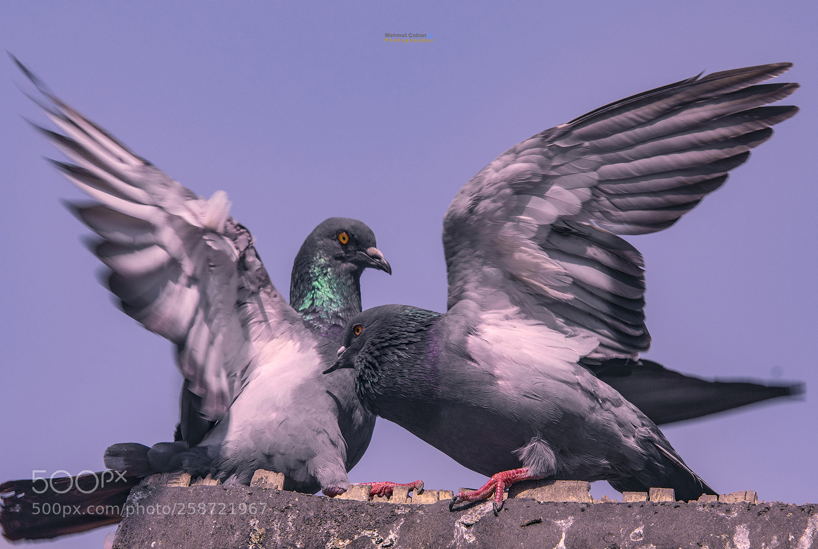 Pentax K-3 II sample photo. Fight in pigeons photography