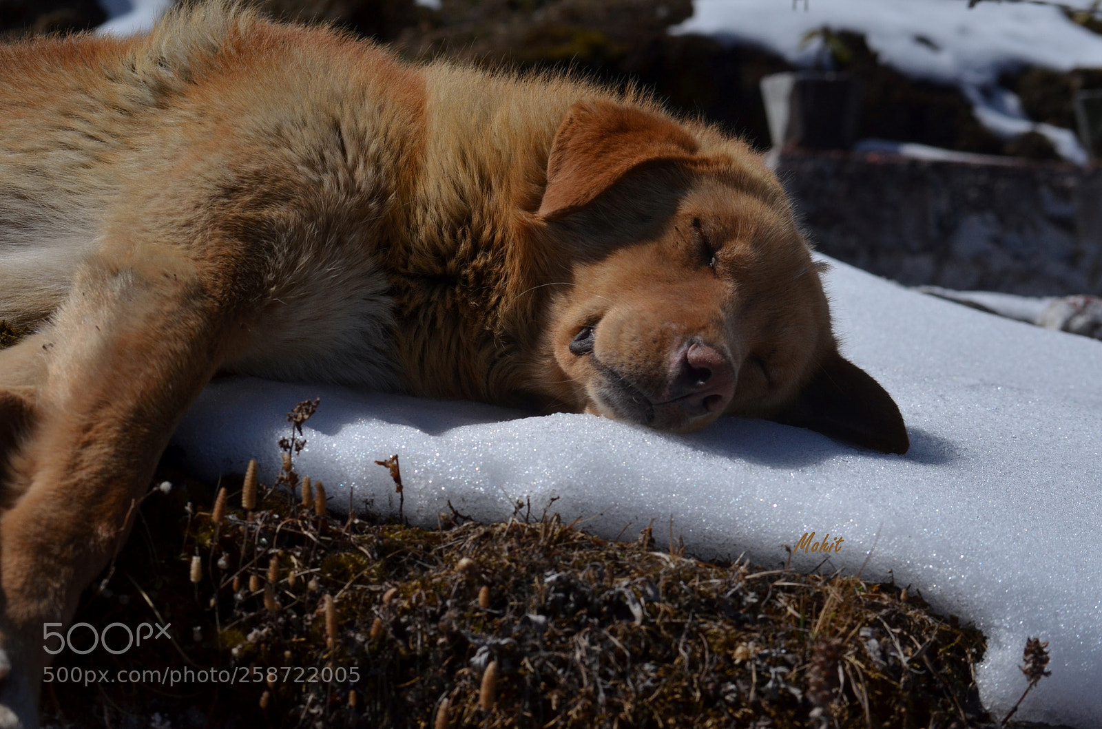 Nikon D5100 sample photo. Snowbed time photography