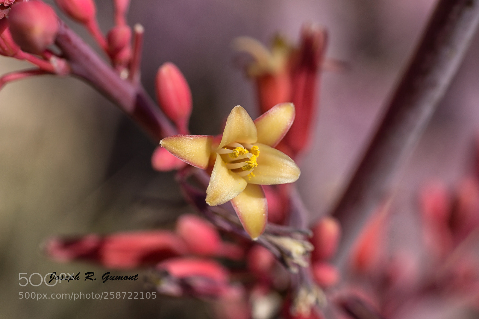 Sony SLT-A65 (SLT-A65V) sample photo. Yucca flower photography