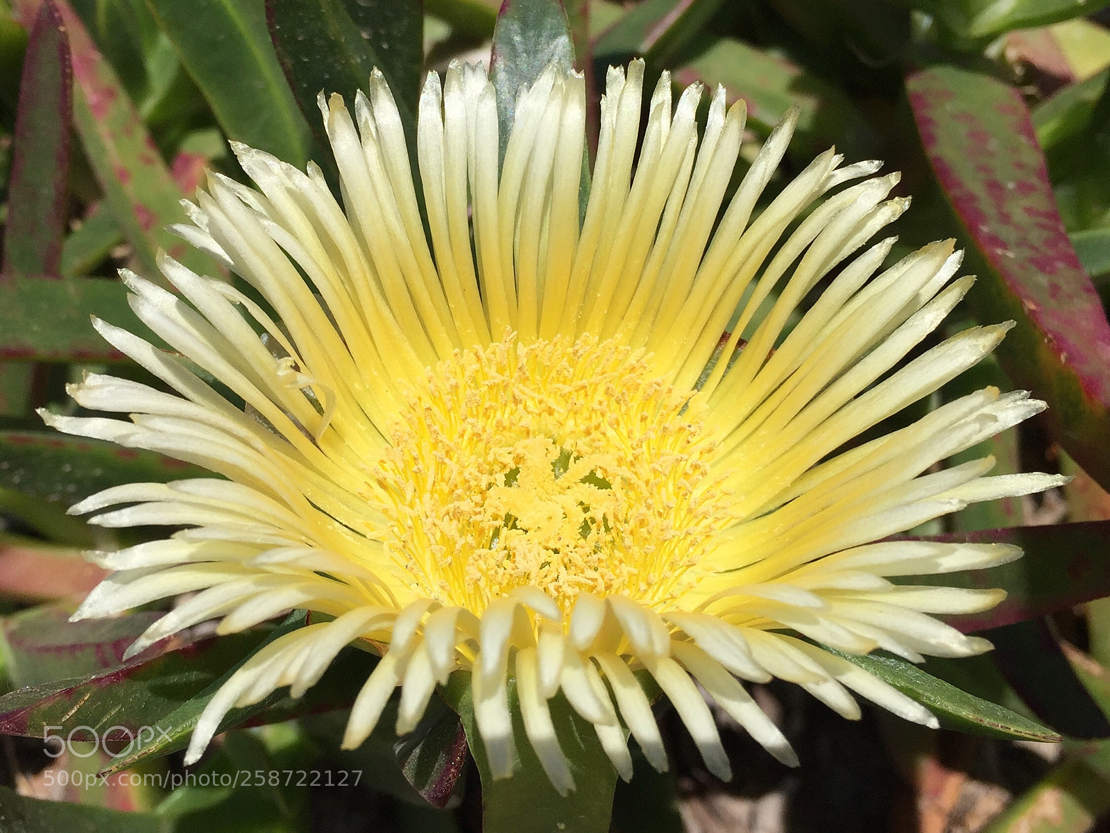 Apple iPhone 6 Plus sample photo. Yellow beauty photography