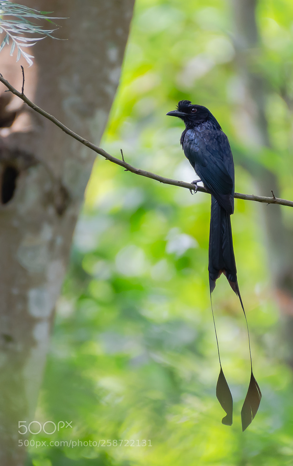 Nikon D7000 sample photo. Grater racket-tailed drongo photography
