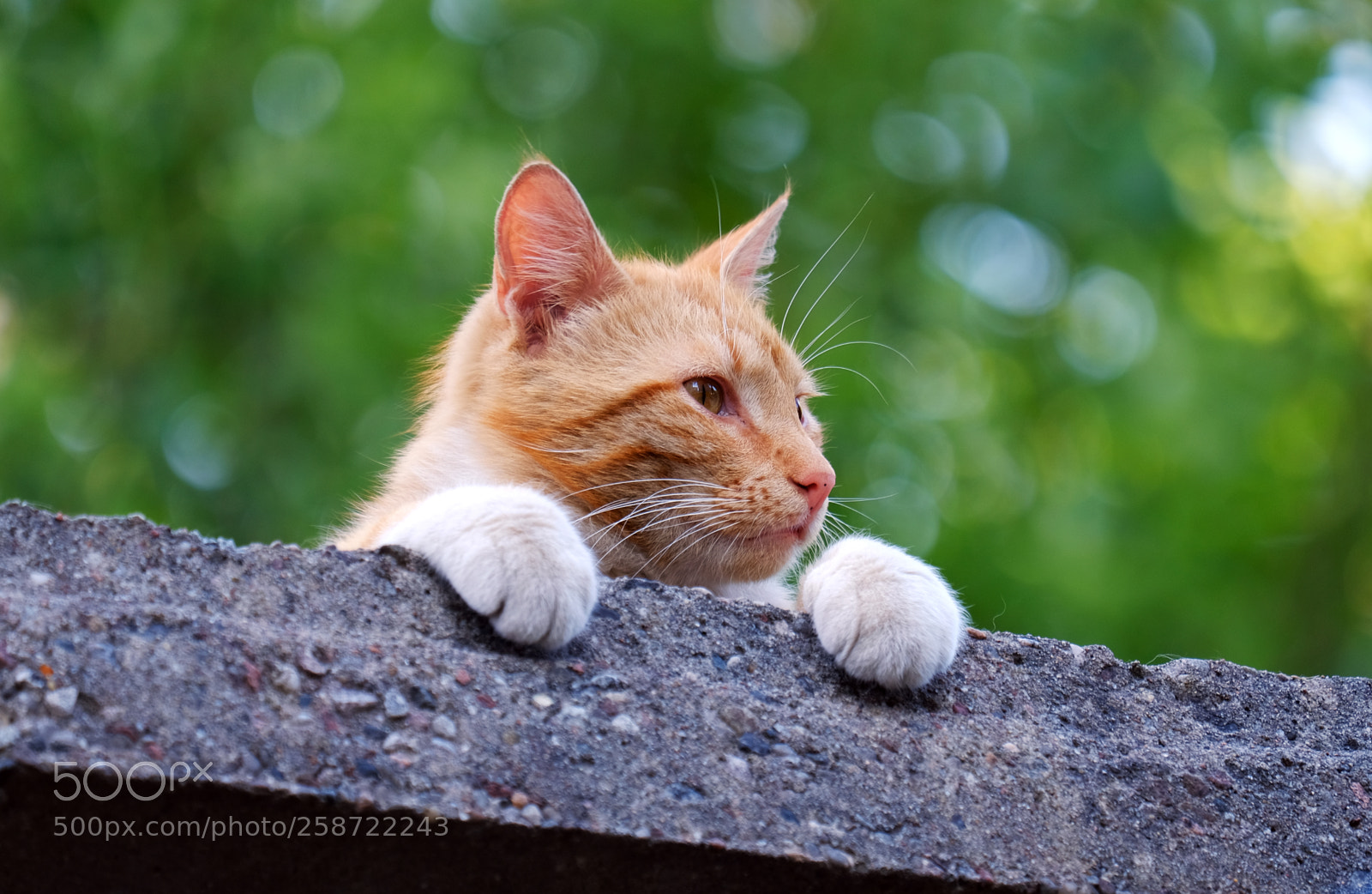Fujifilm X-T20 sample photo. Red cat sunbathing on photography