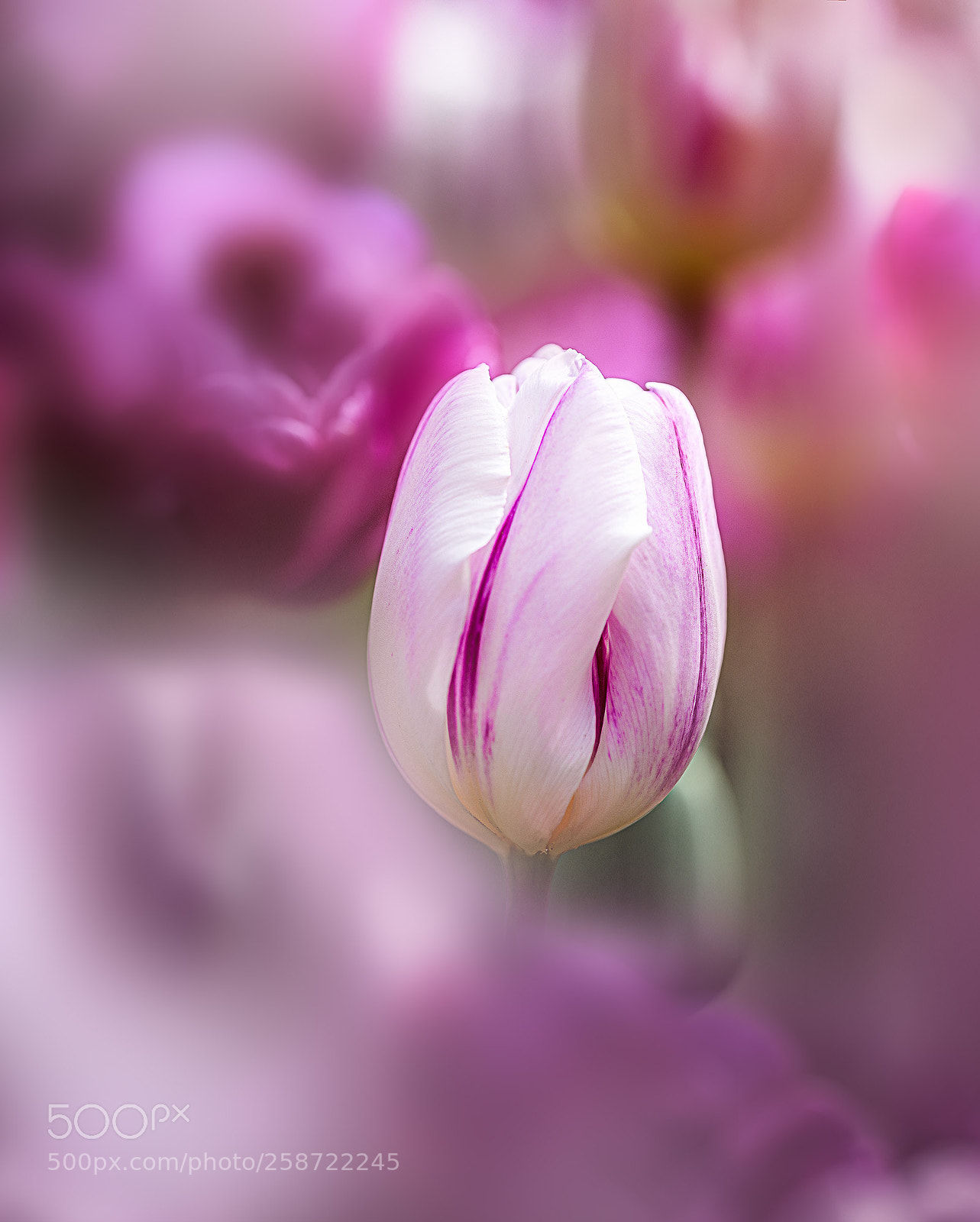 Nikon D810 sample photo. Pure beauty photography