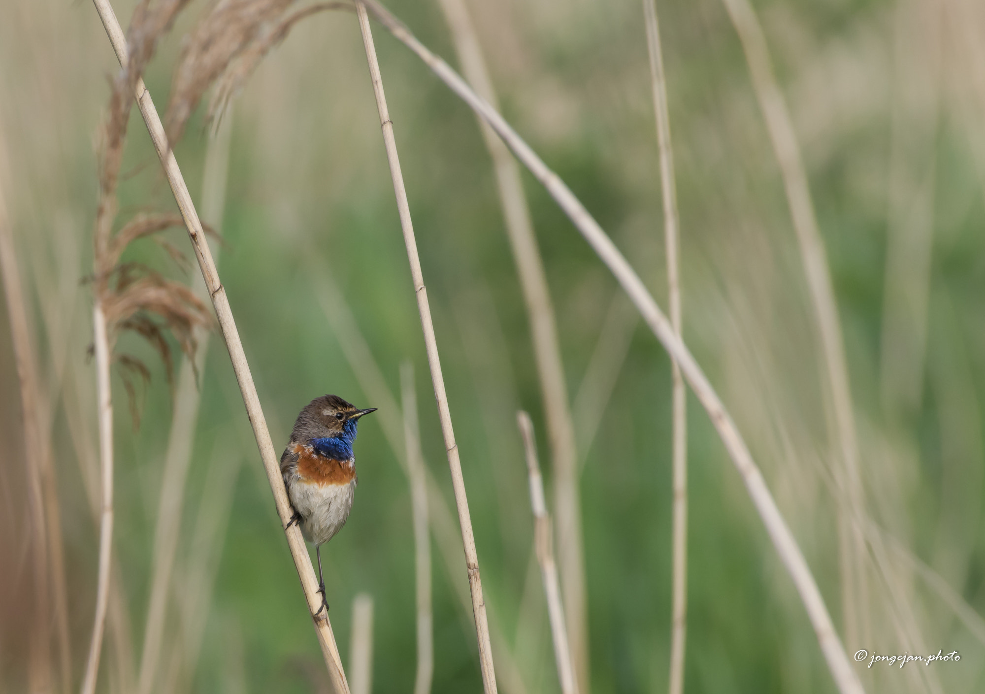 Pentax K-1 Mark II sample photo. Bluethroat photography