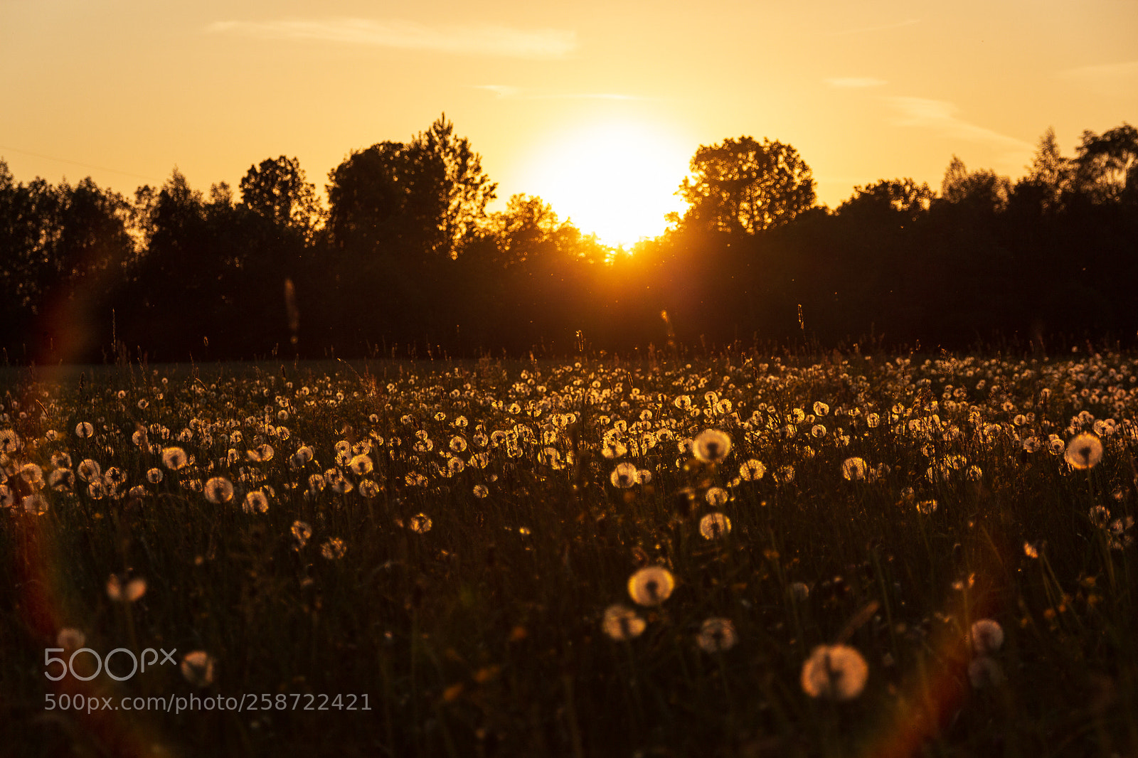 Canon EOS 600D (Rebel EOS T3i / EOS Kiss X5) sample photo. Dandelion sunset photography