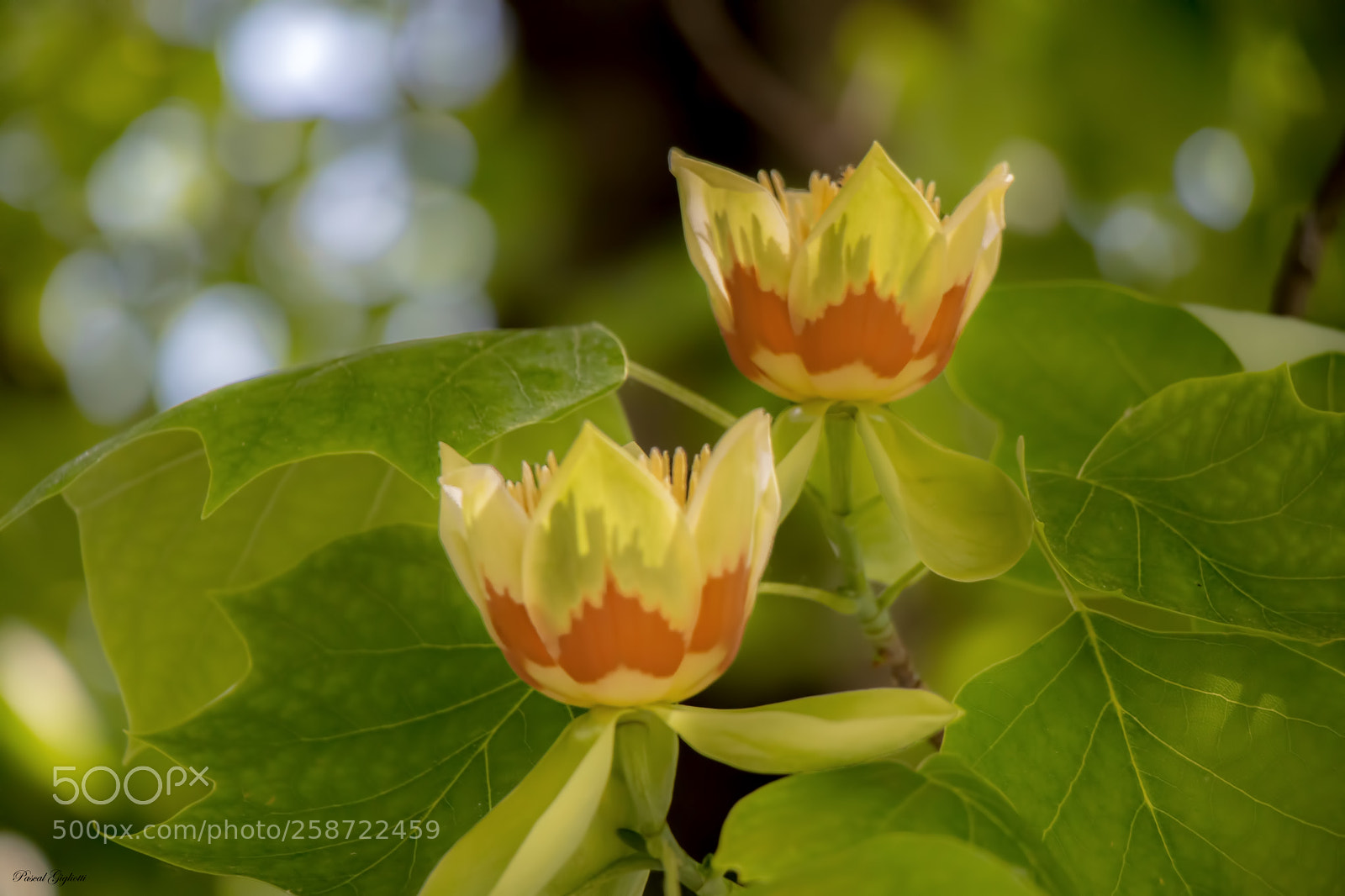 Canon EOS 80D sample photo. Tulipier de virginie photography