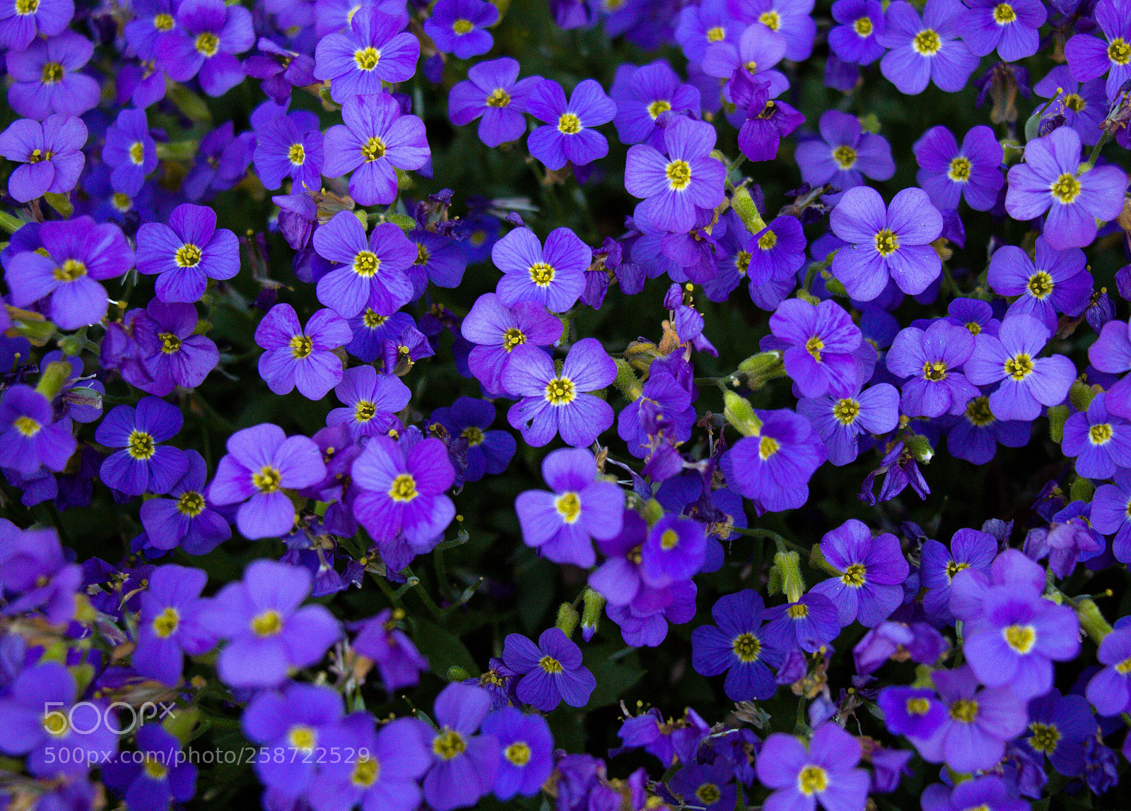 Canon EOS 100D (EOS Rebel SL1 / EOS Kiss X7) sample photo. Flower me to the photography