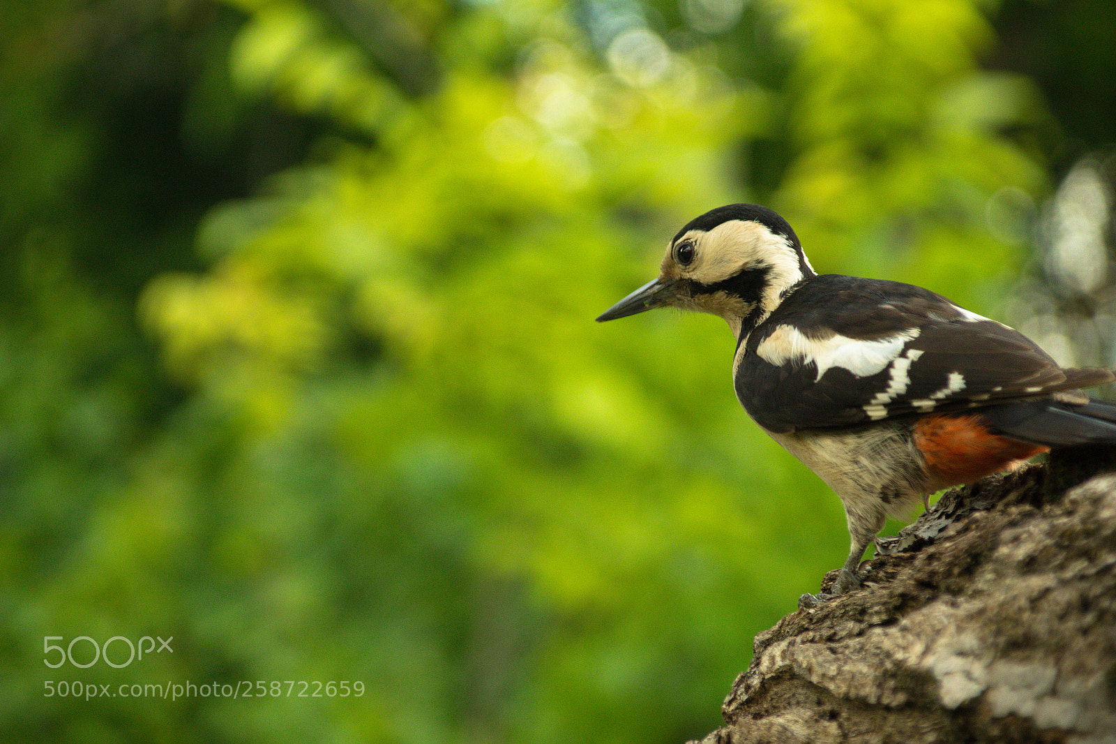 Canon EOS 100D (EOS Rebel SL1 / EOS Kiss X7) sample photo. Woodpecker photography