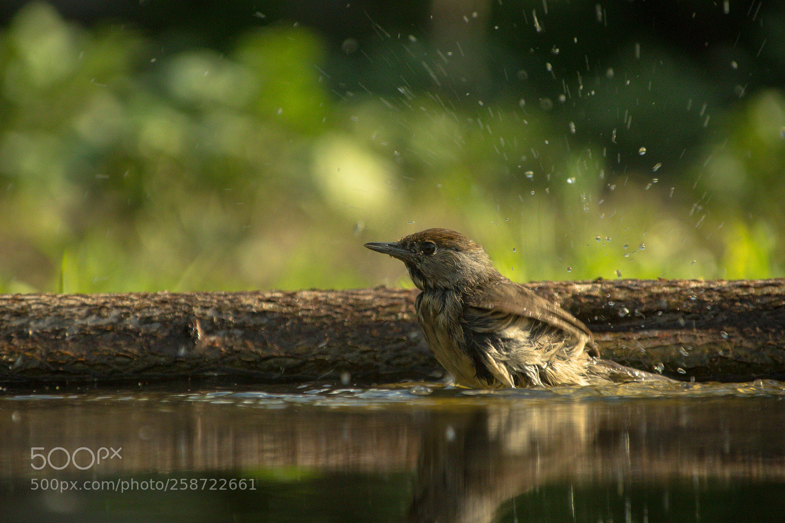 Canon EOS 100D (EOS Rebel SL1 / EOS Kiss X7) sample photo. Blackcap bathing photography