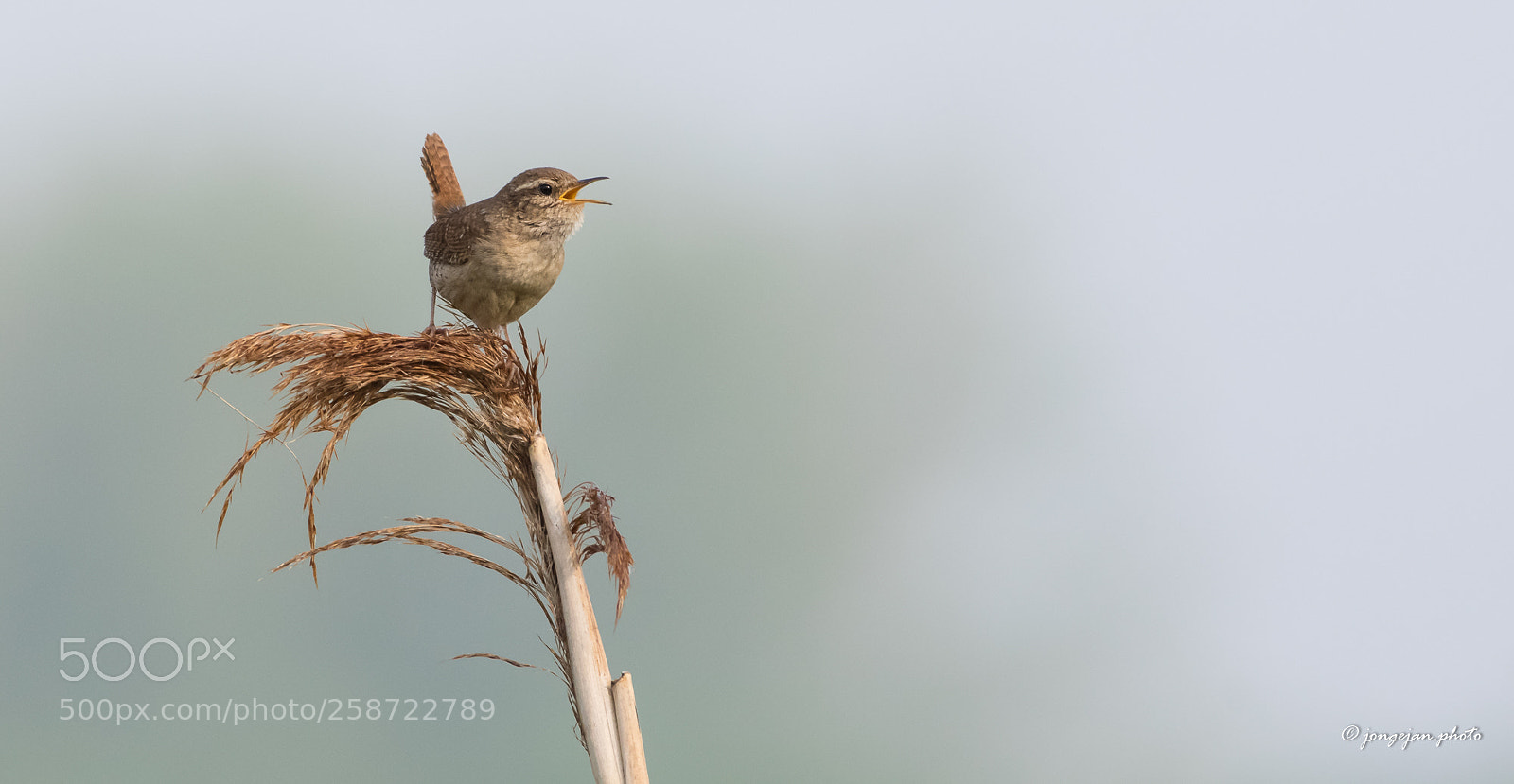 Pentax K-3 II sample photo. Wren photography
