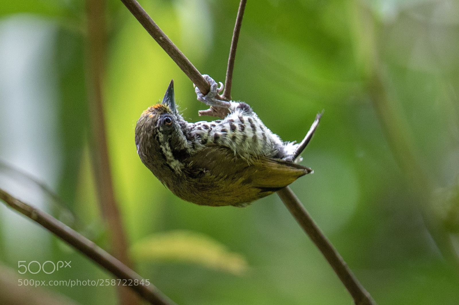 Canon EOS 7D Mark II sample photo. Speckled piculet@thailand. photography