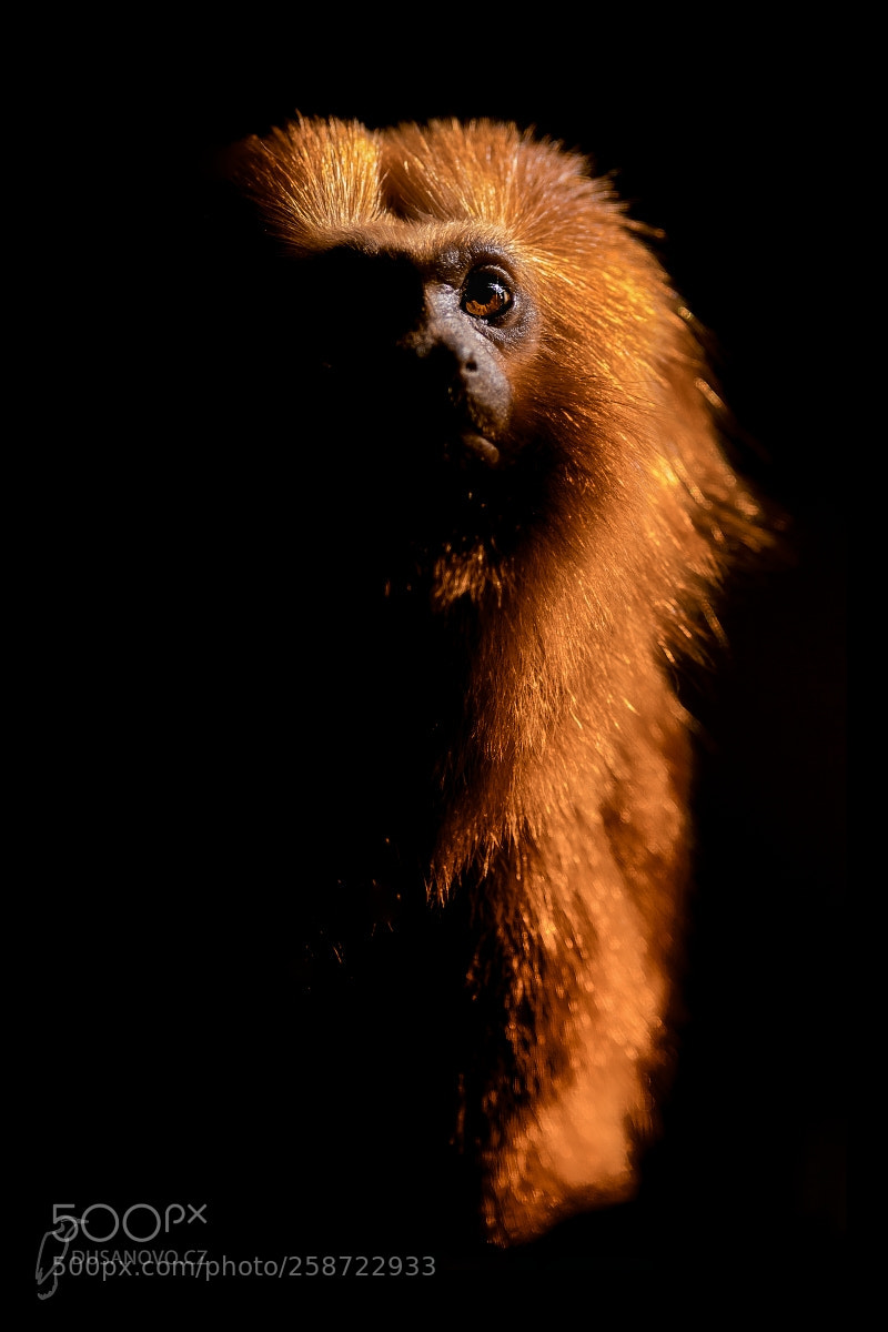 Nikon D500 sample photo. Golden lion tamarin photography