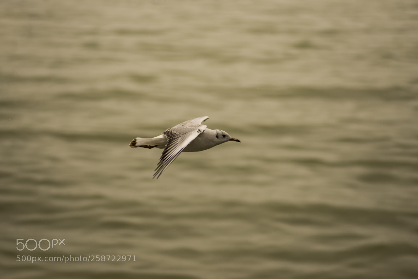 Nikon D600 sample photo. Speeding seagull photography
