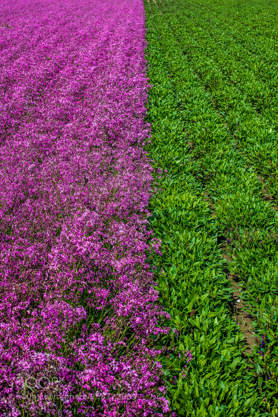 Canon EOS 5DS sample photo. Contrast photography