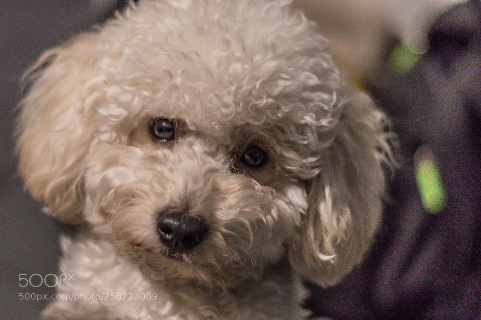 Nikon D3200 sample photo. El cuchuchu... photography
