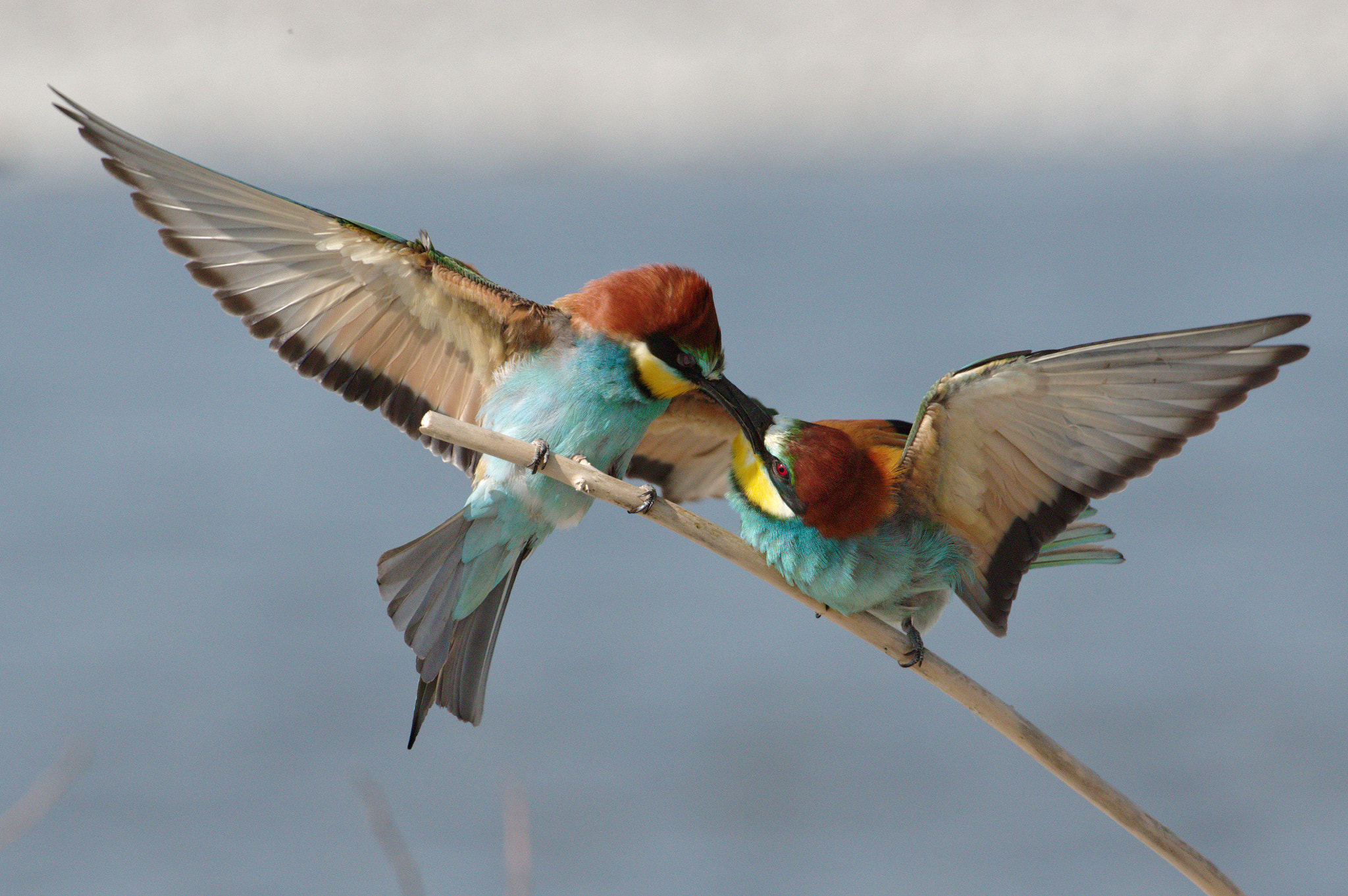 Pentax D FA 150-450mm F4.5-5.6 ED DC AW sample photo. Quarrel bee-eater - gruccioni photography