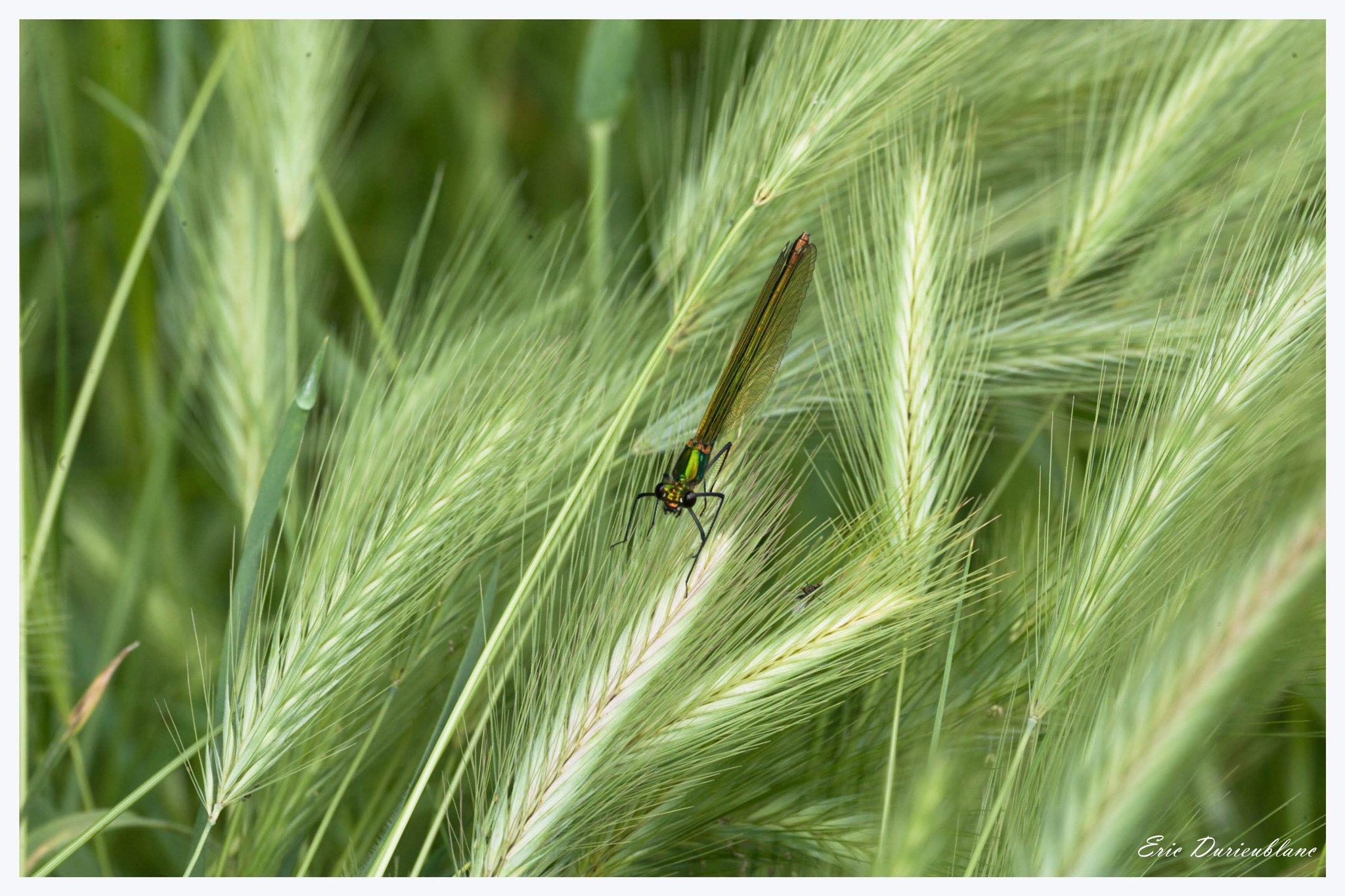 Canon EOS-1D Mark II sample photo