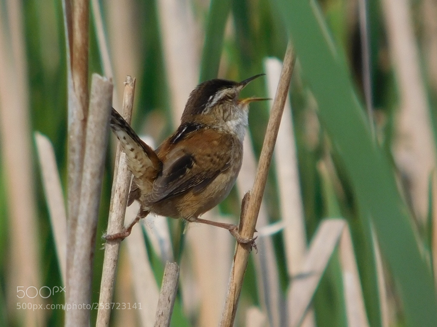 Nikon Coolpix L840 sample photo. Marsh wrens photography